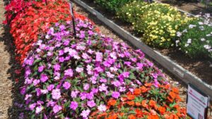 The Importance of Field Trials for the Horticulture Industry