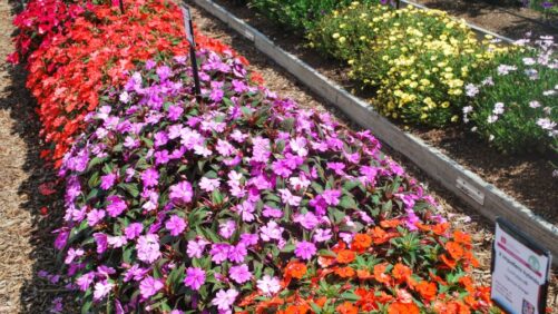 Greenhouse Growers Day in Pennsylvania to Cover Production and Management Tips