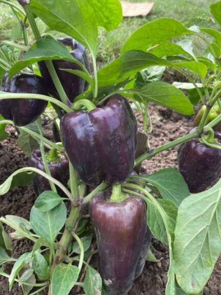 Pepper ‘Dragonfly’ (Bejo Seeds)