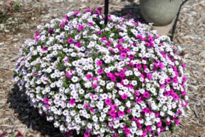 Petunia 'Blanket Silver Surprise' (Green Fuse Botanicals)