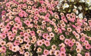 Petunia 'Dekko Sorbet' (Syngenta Flowers)