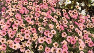 Amid the Rain, Top Plant Performers Emerge From 2021 Cornell University Field Trials