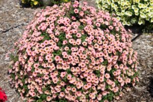 Petunia 'Dekko Sorbet' (Syngenta Flowers)