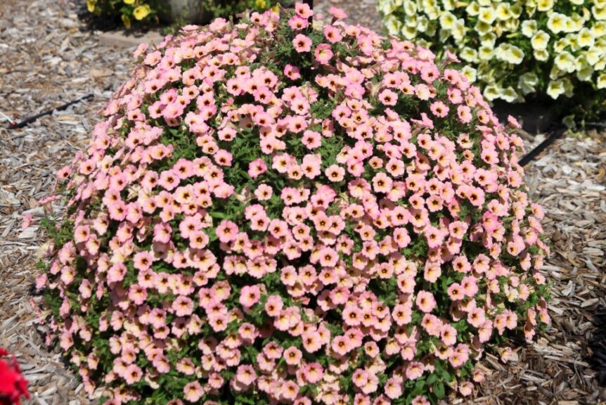 Petunia 'Dekko Sorbet' (Syngenta Flowers)