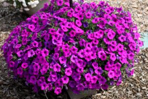 Petunia 'DuraBloom Electric Lilac' (Dümmen Orange)