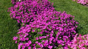 Ohio State University 2021 Field Trials Return With Strong Performances