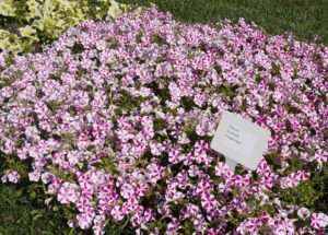 Petunia hybrid 'Surfinia Purple Heart' (Suntory Flowers)