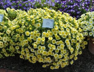 Best Vegetative Container Plant: Petunia 'Bee's Knees' (Ball FloraPlant)