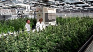 Oregon Cannabis Company Guides Industry Path to Sustainability
