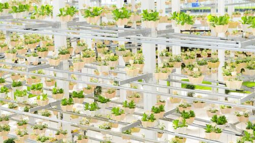 Why Quality and Consistency Are Prerequisites to Profitability in Greenhouse Produce