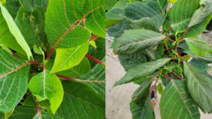 Monitoring for Problems in Poinsettias During Production