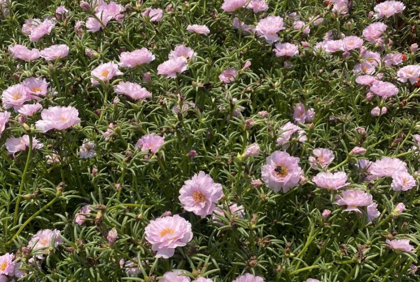 Portulaca grandiflora 'Sundial Pink' (Benary)