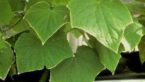 Monitoring Potassium Deficiency in Greenhouse Cucumbers