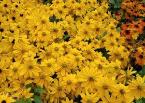 Best of Show: Rudbeckia 'Sunbeckia Ophelia' (Flamingo Holland)