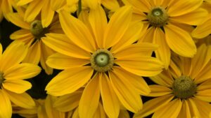 Check Out the 2021 Plant Field Trial Results from Colorado State University