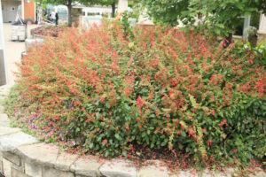 Salvia 'Skyscraper Orange' (Selecta)