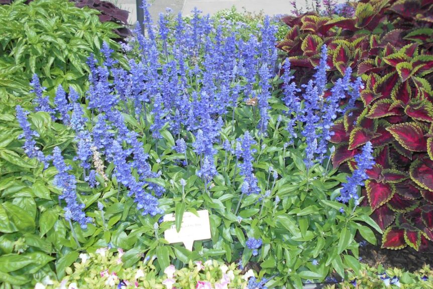 Salvia 'Unplugged So Blue' (Proven Winners)