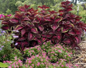 Solenostemon 'ColorBlaze Torchlight' (Proven Winners)