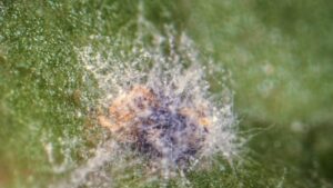 Ways Microbial Insecticides Can Fit in Your Plant Pest Program