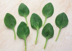 Spinach Lakeside (Sakata)