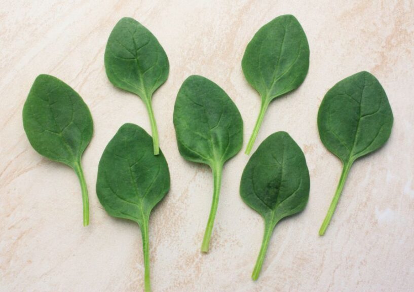 Spinach Lakeside (Sakata)