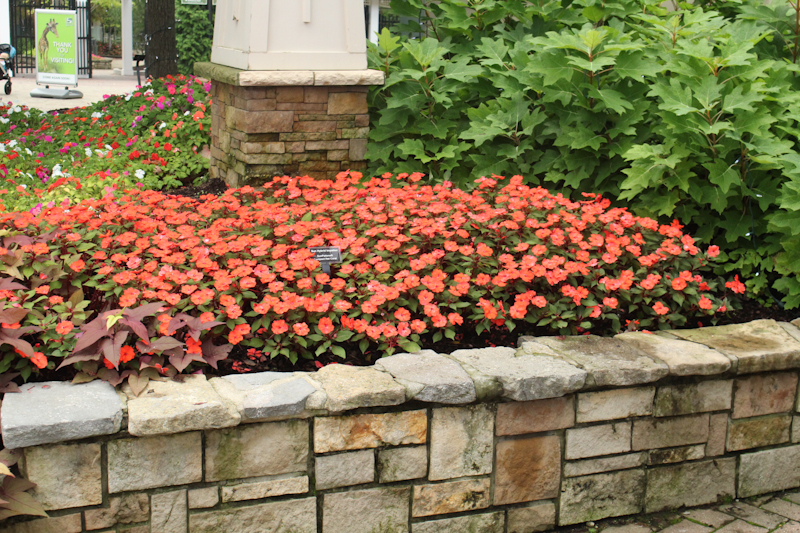 Impatiens 'SunPatiens Compact Hot Coral' (Sakata Ornamentals)