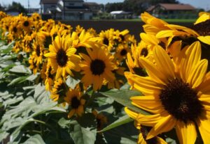 Sunflower ‘Concert Bell’ (Tohoku Seed Co.)