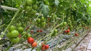 Breeding for Success in Indoor Vegetable Production