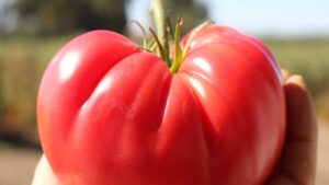 Five Stories That Reflected Greenhouse Vegetables in 2021