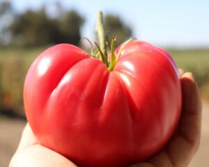 Tomato ‘Pink Delicious’ (Vegetables by Bayer)