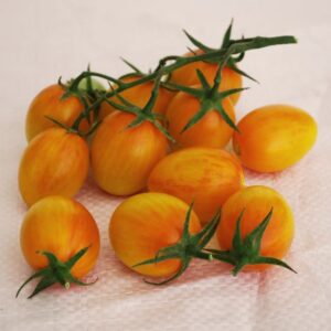 Tomato ‘Sunset Torch’ (A.P. Whaley Seed Co.)