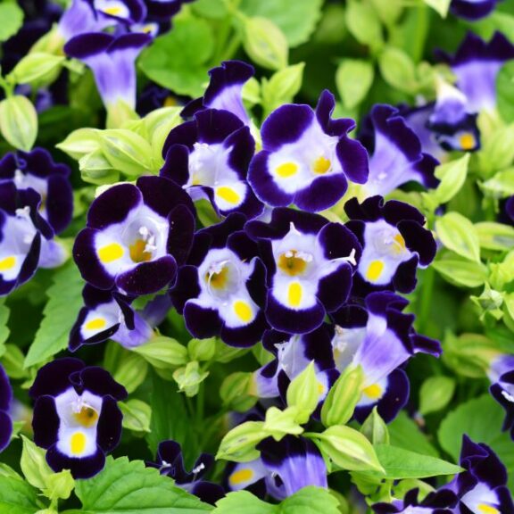 Torenia ‘Vertigo Deep Blue’ (AmeriSeed International Co.)
