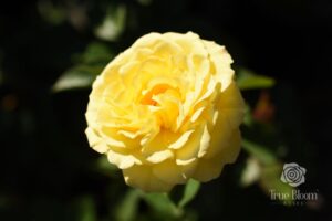 True Bloom Roses True Friendship 2