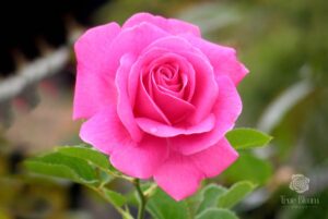 True Bloom Roses True Gratitude 2