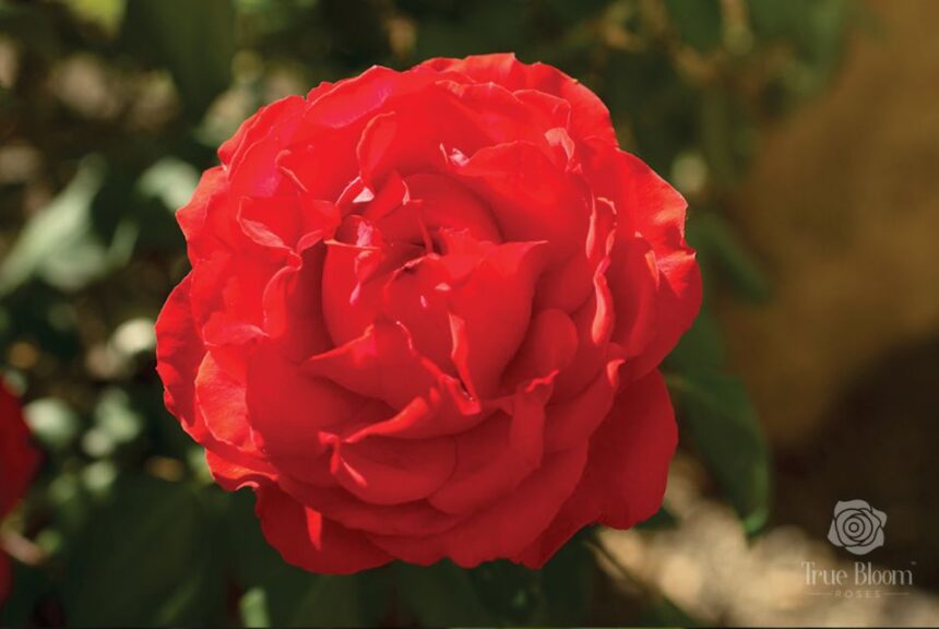True Bloom Roses True Passion 2