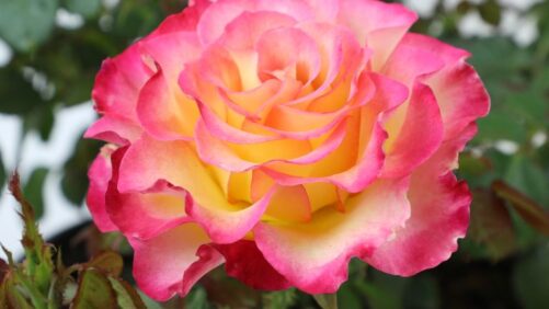 Stand-Out Roses From Altman Plants’ True Bloom Rose Trials