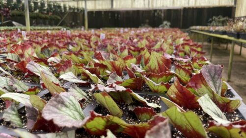 How University of Florida Researchers Are Breeding Better Begonias