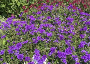 Verbena 'Meteor Shower' (Proven Winners)