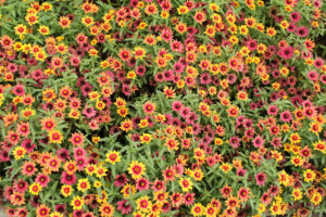 Zinnia 'Profusion Red Yellow' (Sakata Ornamentals)