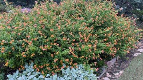 Allan Armitage on the Ornamental Trends That Will Shape 2022