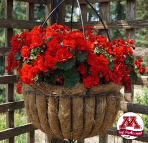 Begonia BK Collection 'Vermillion Red' (Beekenkamp)