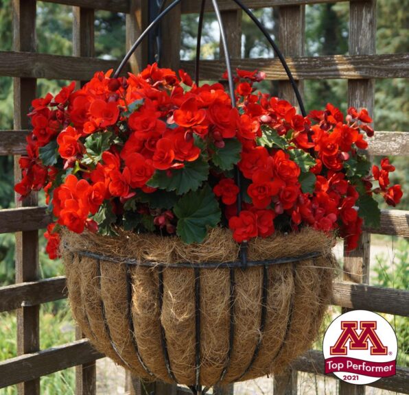 Begonia BK Collection 'Vermillion Red' (Beekenkamp)