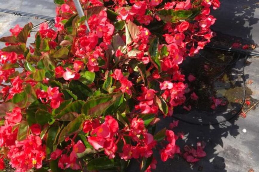 Begonia 'Explorer Red on Green' (Sakata Ornamentals)