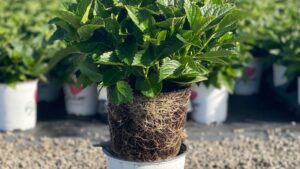 ThinkPlants Adds New Grower, New Breeder to its Network