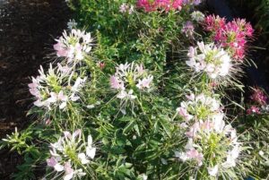 Cleome 'Sparkler 2.0' Mix (Syngenta Flowers)