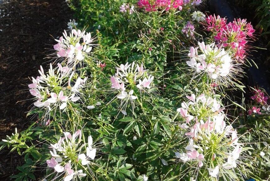 Cleome 'Sparkler 2.0' Mix (Syngenta Flowers)