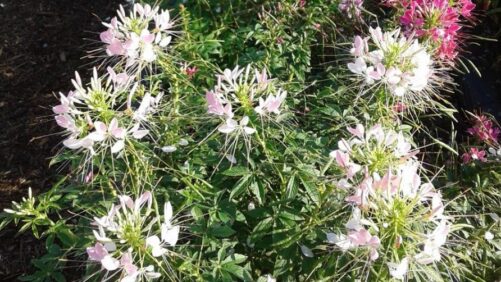 Why the Raker-Roberta’s 2021 Field Trials Were a Welcome Return to Normal