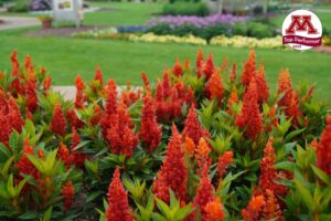 Celosia 'Kelos Fire Orange' (Danziger)