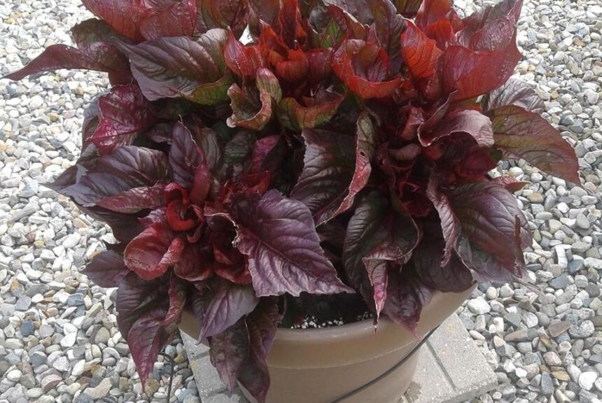 Celosia 'Sol Lizzard Leaf' (PanAmerican Seed)