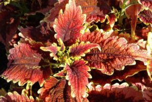Coleus 'ColorBlaze El Brighto' (Proven Winners)